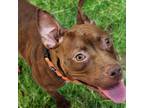 Adopt Toni a Brown/Chocolate Mixed Breed (Medium) / Mixed dog in Auburn