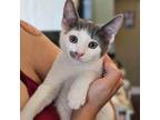 Adopt Cannoli - Pastry Kittens a Gray or Blue Domestic Shorthair / Mixed cat in