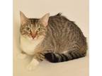 Adopt Madeline a Brown or Chocolate Domestic Shorthair / Mixed cat in