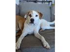 Adopt Axel a White Mixed Breed (Medium) / Mixed dog in Vail, AZ (34194552)
