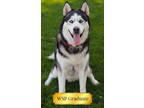 Adopt Boris a Black Mixed Breed (Large) / Mixed dog in Walla Walla