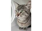 Adopt Quartz a Brown or Chocolate Domestic Shorthair / Domestic Shorthair /