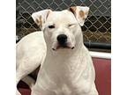 Adopt Eleanor 447 a White - with Tan, Yellow or Fawn American Pit Bull Terrier /