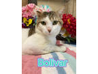 Adopt Bolivar a White Domestic Mediumhair / Mixed Breed (Medium) / Mixed (short