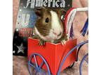 Adopt Finn a Brown or Chocolate Guinea Pig (short coat) small animal in