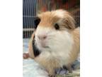 Adopt Saffron a Cream Guinea Pig (short coat) small animal in Hughesville