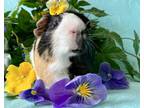 Adopt Jake a Black Guinea Pig (short coat) small animal in Hughesville