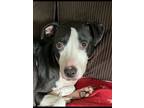 Adopt Moose (Unchained gang) a Black - with White American Pit Bull Terrier dog