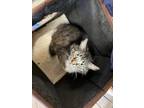 Adopt Shy Girl a Gray, Blue or Silver Tabby Domestic Mediumhair / Mixed (long