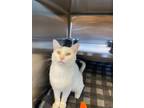 Adopt Eevee a White Domestic Shorthair / Domestic Shorthair / Mixed cat in