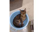 Adopt PeeWee a Domestic Shorthair / Mixed (short coat) cat in Batesville
