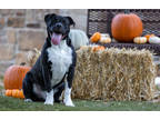 Adopt Taz a Black American Pit Bull Terrier / Mixed dog in Carrollton