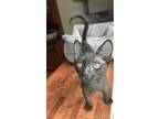 Adopt Pico a All Black Domestic Shorthair / Mixed (short coat) cat in Louisa