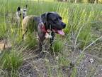 Adopt Liza a Gray/Blue/Silver/Salt & Pepper American Pit Bull Terrier / Mixed