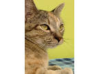 Adopt Ravyn a Orange or Red Domestic Shorthair / Domestic Shorthair / Mixed cat