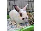 Adopt Reuben a Dwarf / Mixed rabbit in Stouffville, ON (38693525)