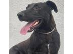Adopt Meredith a Black Labrador Retriever / Mixed dog in Long Beach