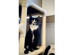 Adopt Siyah a All Black Domestic Shorthair / Domestic Shorthair / Mixed cat in