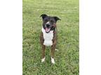 Adopt Duke a Brindle Shepherd (Unknown Type) / Mixed dog in Pattison