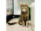 Adopt Lily a Brown Tabby Domestic Shorthair (short coat) cat in Sanford