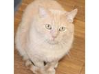 Adopt Marco a Orange or Red Tabby American Shorthair (short coat) cat in Reeds