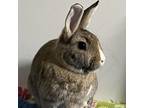 Adopt Pearl a American / Mixed (medium coat) rabbit in Napa, CA (35988411)