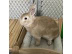 Adopt Jasper a American / Mixed (medium coat) rabbit in Napa, CA (35988410)