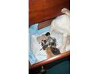 Adopt Mom & Kittens a Calico or Dilute Calico Domestic Shorthair (short coat)