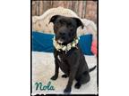 Adopt Nola a Black - with White Labrador Retriever / Pit Bull Terrier / Mixed