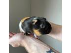 Adopt Binks a Black Guinea Pig / Guinea Pig / Mixed small animal in Kingston