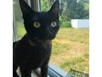 Adopt Magdalena a All Black Domestic Shorthair / Mixed cat in Harrisonburg