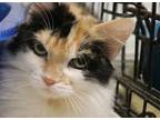 Adopt Rosa a Calico or Dilute Calico Domestic Longhair (long coat) cat in Reeds