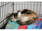 Adopt Snapdragon a Calico or Dilute Calico American Shorthair (short coat) cat