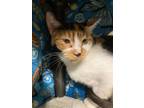 Adopt Lilly a Orange or Red Domestic Shorthair / Domestic Shorthair / Mixed cat