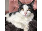 Adopt Angel a Black & White or Tuxedo Domestic Mediumhair (medium coat) cat in