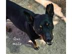 Adopt Gus a Black - with Tan, Yellow or Fawn Mixed Breed (Medium) / Mixed dog in