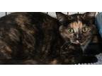 Adopt Dereica a Calico or Dilute Calico American Shorthair (short coat) cat in