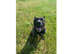 Adopt Ruby a Brindle Cane Corso / Mixed dog in Everett, ON (38410098)