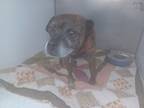 Adopt 'Zeus' Stray, N Croft Ave a Brindle Mixed Breed (Small) / Mixed dog in