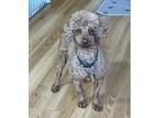 Adopt Brooke a Red/Golden/Orange/Chestnut Miniature Poodle / Mixed dog in Saint