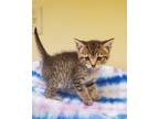Adopt Guinevere a Brown or Chocolate Domestic Shorthair / Domestic Shorthair /