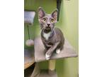 Adopt Abigail a Gray or Blue Domestic Shorthair / Domestic Shorthair / Mixed cat