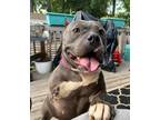 Adopt Bria a Gray/Silver/Salt & Pepper - with Black American Staffordshire