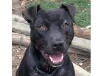 Adopt Nishi a Black - with White Pit Bull Terrier / Labrador Retriever / Mixed
