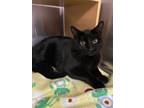 Adopt Snowball a All Black Domestic Shorthair (short coat) cat in Greensboro