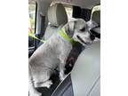 Adopt GIZMO a Gray/Silver/Salt & Pepper - with White Schnauzer (Miniature) /