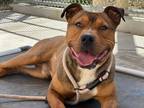 Adopt Sarge a Brown/Chocolate Pit Bull Terrier / German Shepherd Dog / Mixed dog