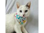 Adopt THEA a White (Mostly) Turkish Van (short coat) cat in Irvine