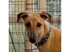 Adopt Pietro a Tan/Yellow/Fawn Greyhound / Mixed dog in El Cajon, CA (38413839)