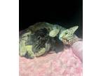 Adopt Galaxy a Tortoiseshell Domestic Shorthair (short coat) cat in Winter